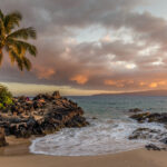 a palm tree on a beach