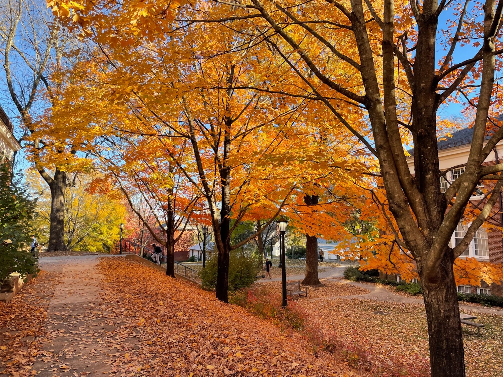 a path with orange leaves on trees