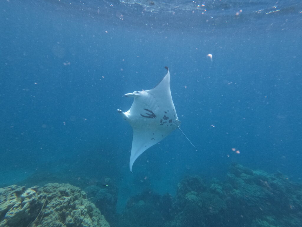 a manta ray swimming in the water