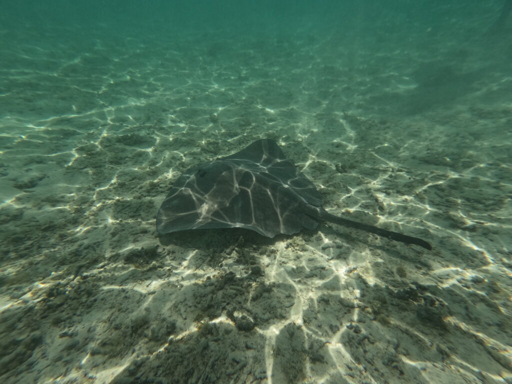 a stingray swimming in the water