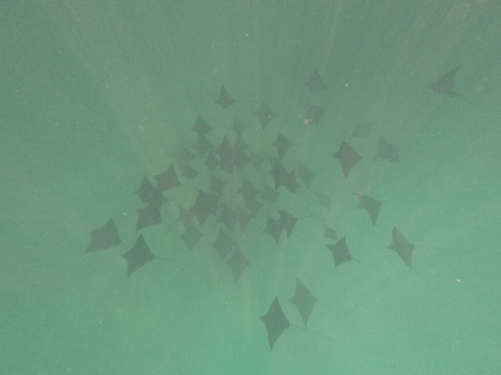 a group of stingrays swimming in water