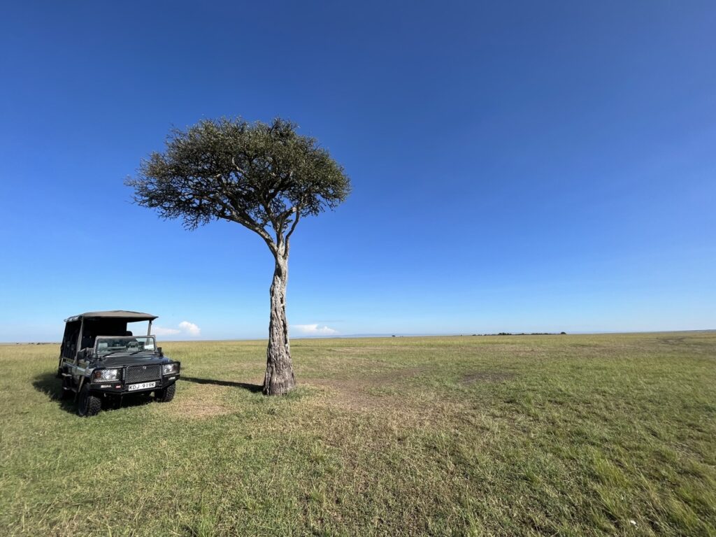 a car parked in a grassy field with a tree