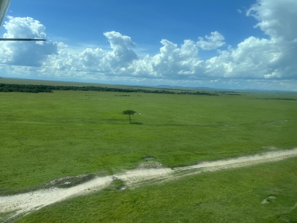 a large green field with a tree in it