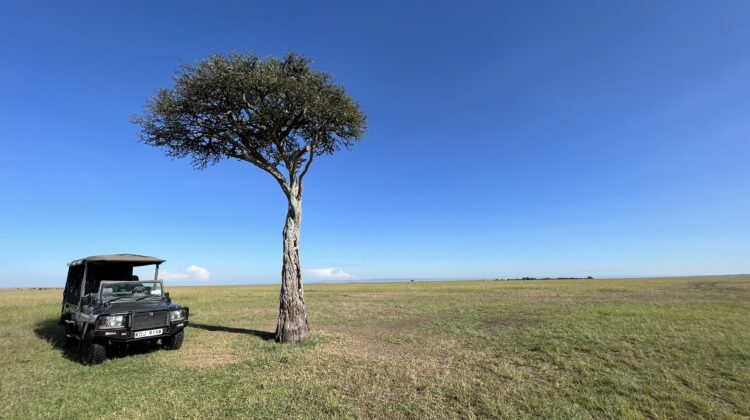 a car parked in a field with a tree