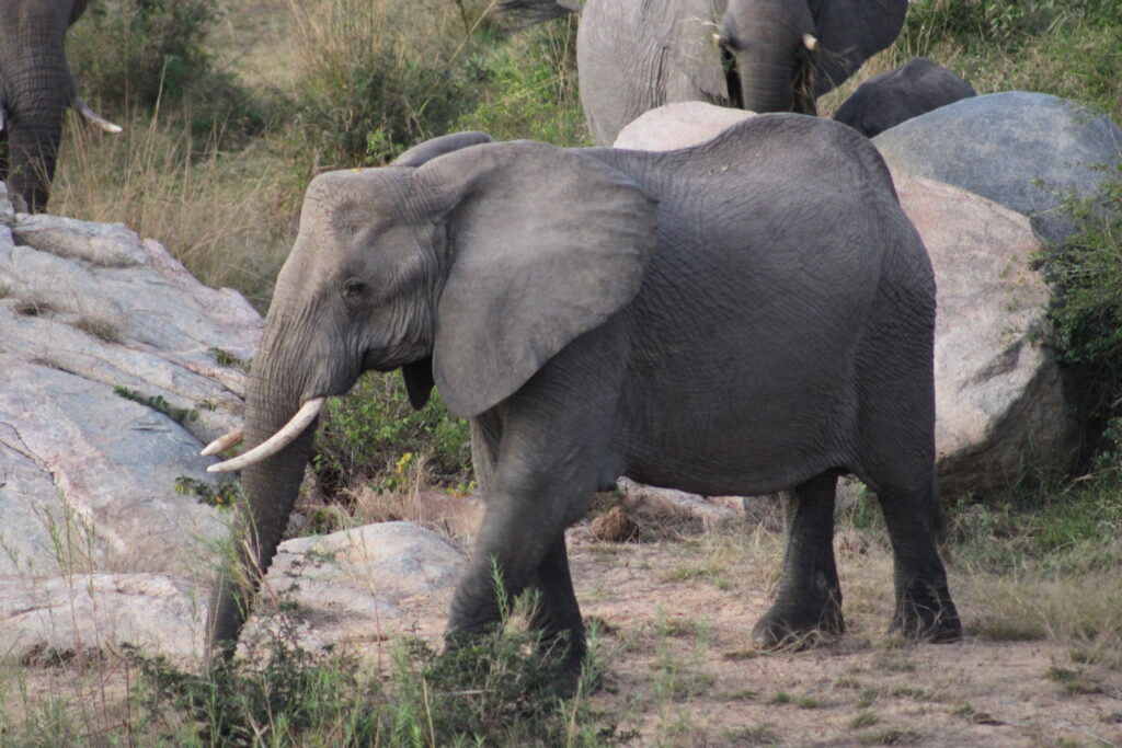 a elephant with tusks walking in the wild