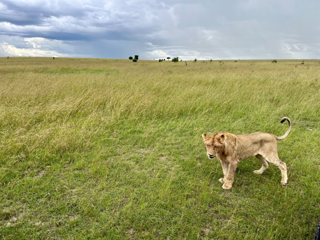 a lion walking in a grassy field