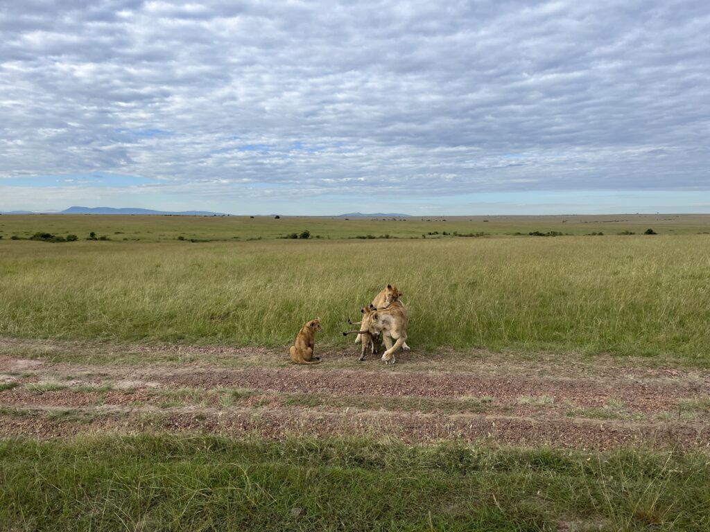 a group of lions playing in a field