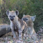 two hyenas standing in the grass